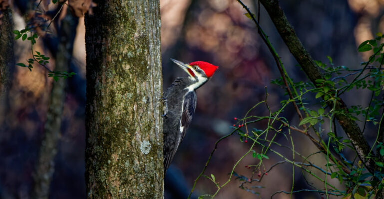 The Meaning Behind Seeing A Pileated Woodpecker In Your West Virginia Yard