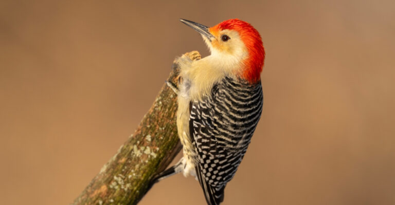 The Meaning Behind Seeing A Red-Bellied Woodpecker In Your Connecticut Yard