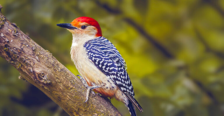 The Meaning Behind Seeing A Red-Bellied Woodpecker In Your Florida Yard