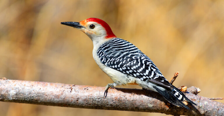 The Meaning Behind Seeing A Red-Bellied Woodpecker In Your Indiana Yard