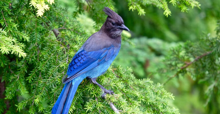 The Meaning Behind Seeing A Steller’s Jay In Your Oregon Yard