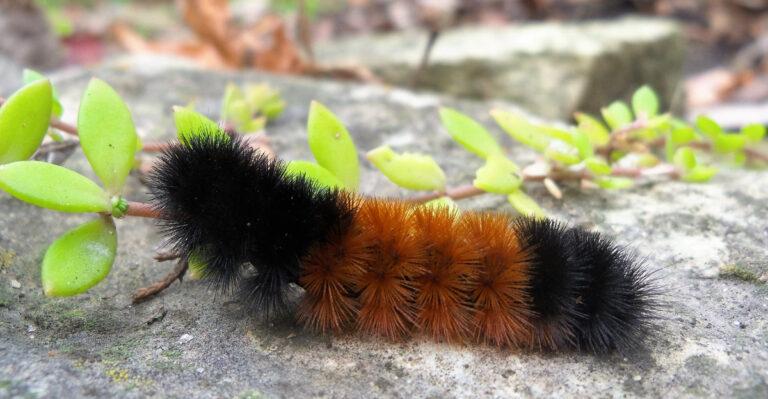 The Meaning Behind Seeing A Woolly Bear Caterpillar In Your Ohio Garden