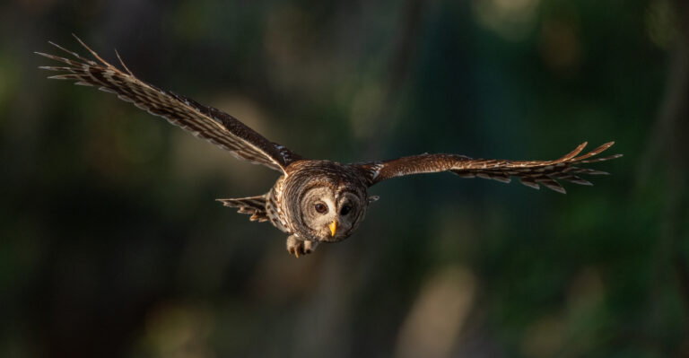 owl