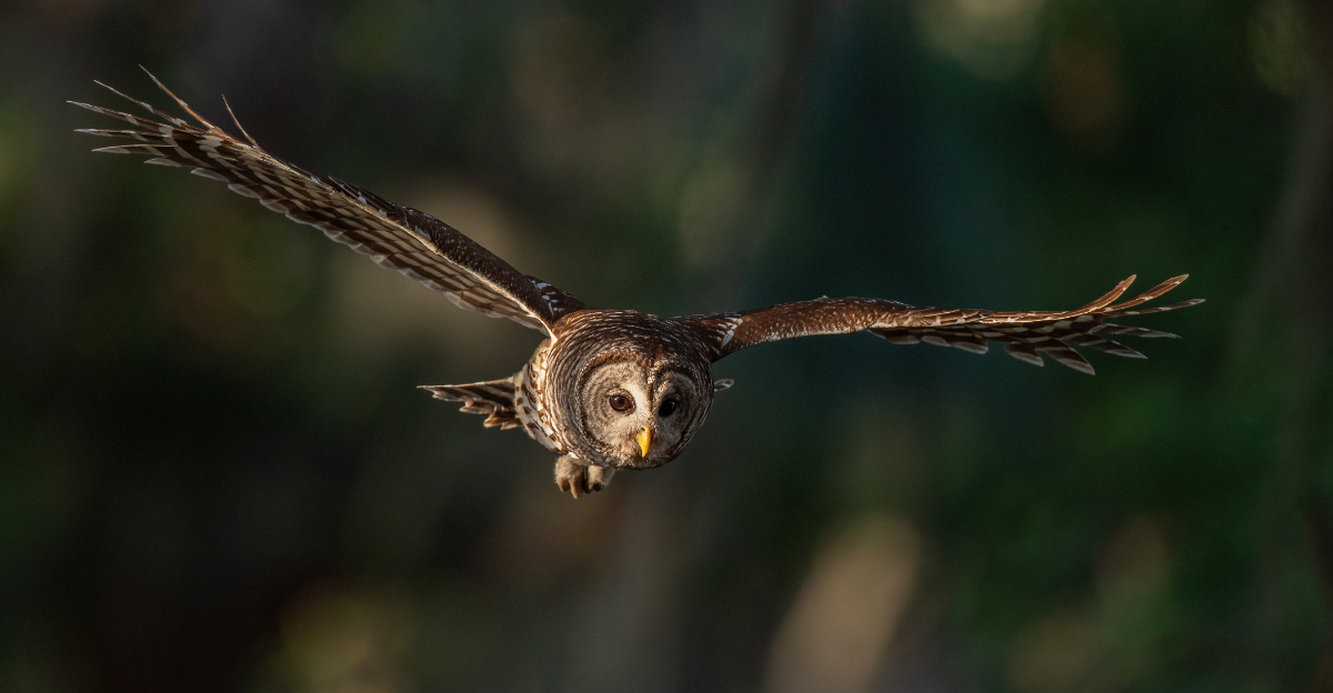 owl