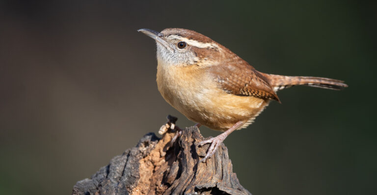 Carolina wren (featured image)