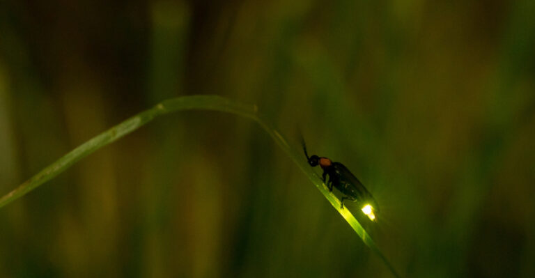 The Meaning Behind Seeing Fewer Fireflies In Your Pennsylvania Backyard