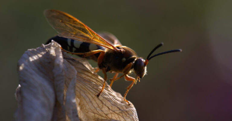 The Meaning Behind Seeing Giant Wasps In Your Ohio Yard Right Now