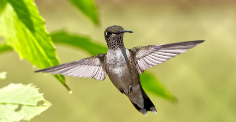 hummingbird