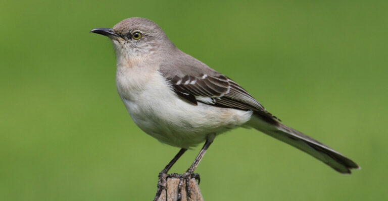 northern mockingbird