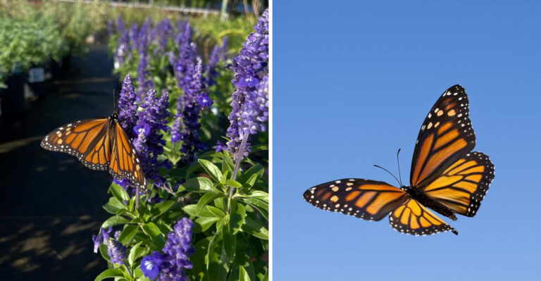 The Meaning Behind Seeing Monarch Butterflies In Your Texas Yard In August