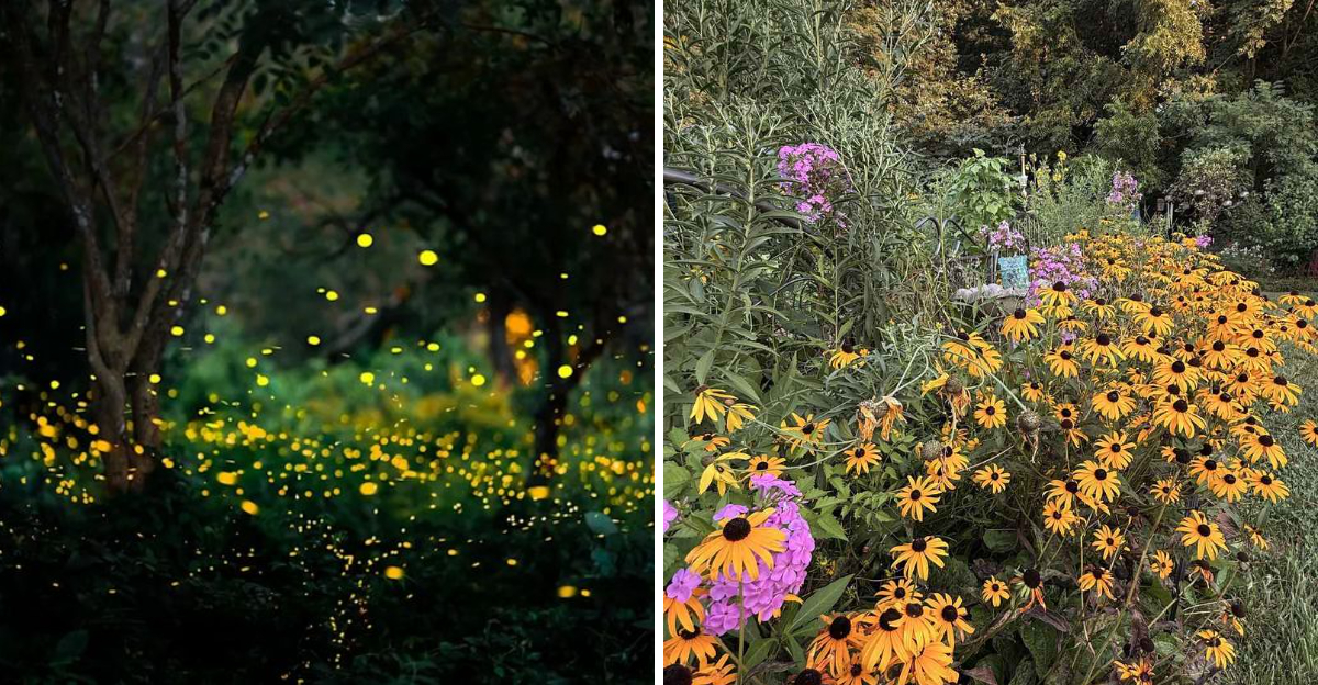 firefly habitat