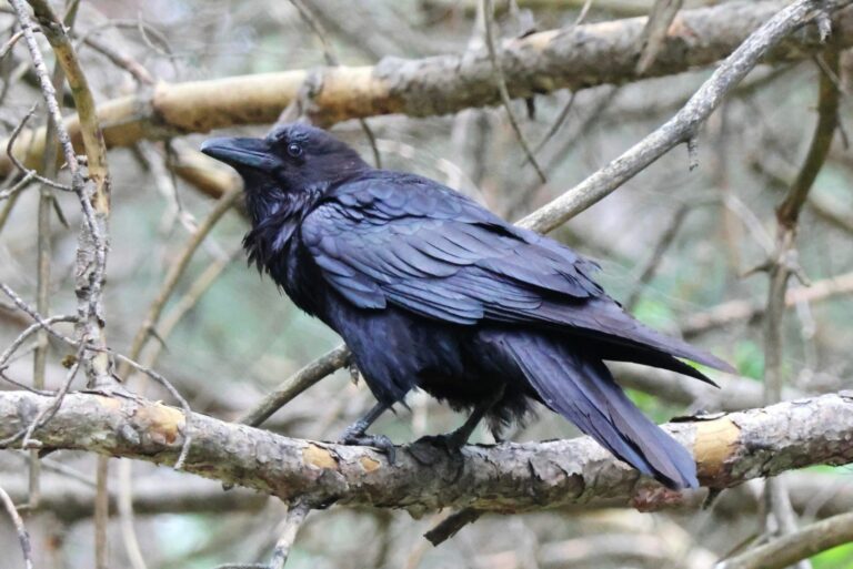 raven