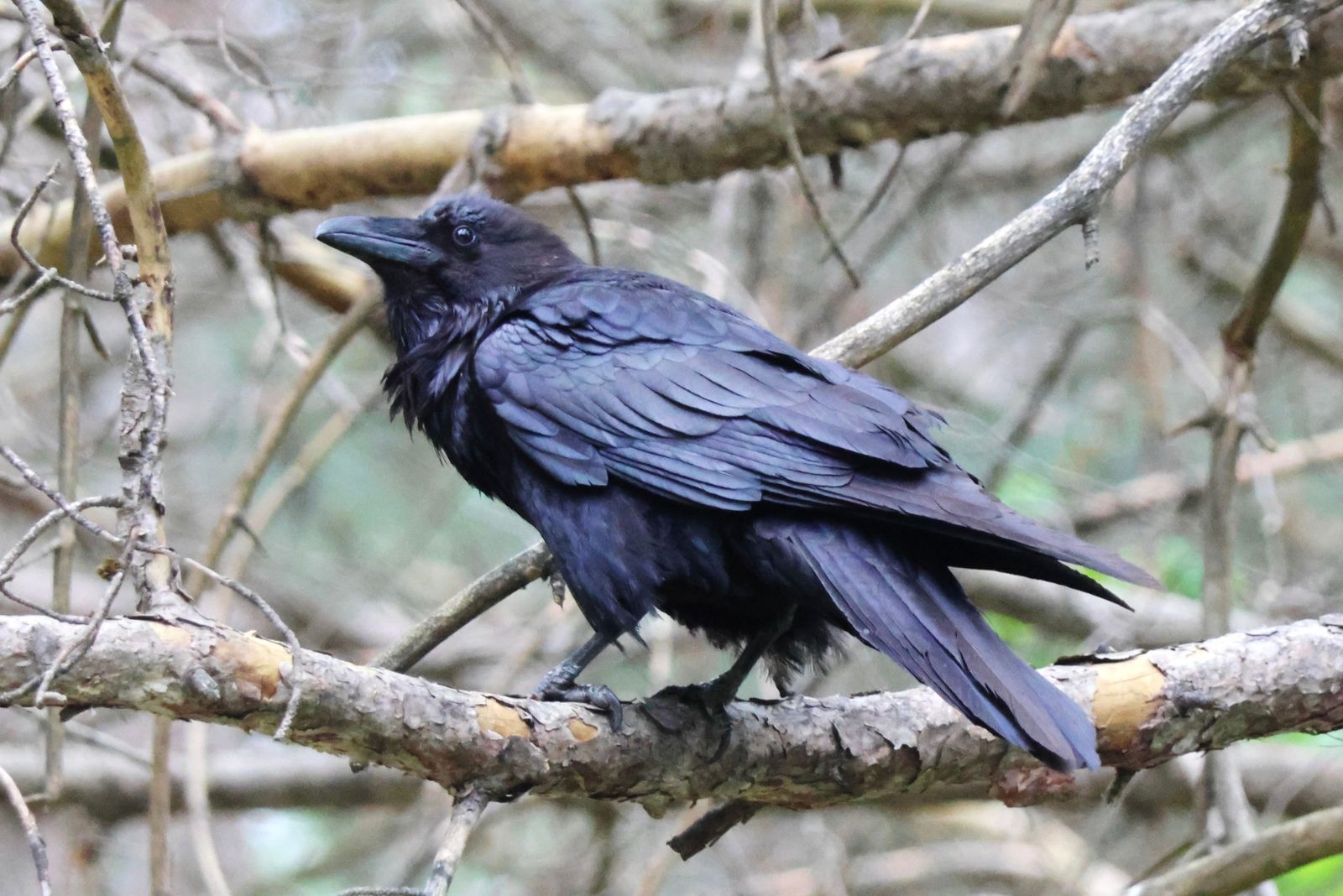 raven
