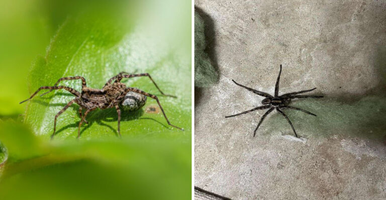 The Meaning Behind Seeing These Massive Spiders In Your Pennsylvania Yard