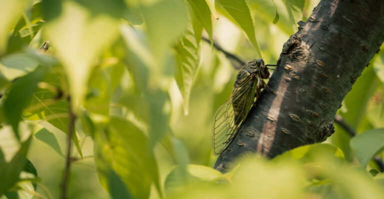 The Meaning Behind That Deafening Buzz In Your Pennsylvania Trees