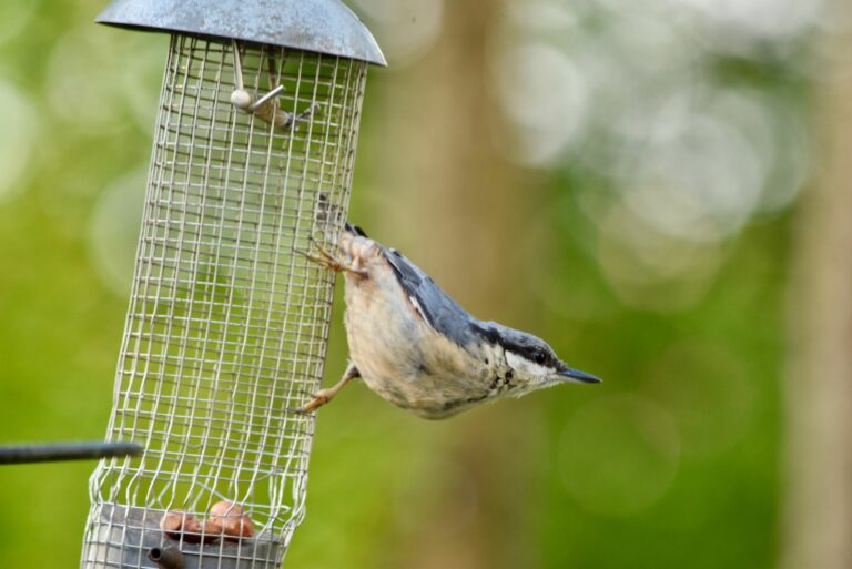 bird on feeder