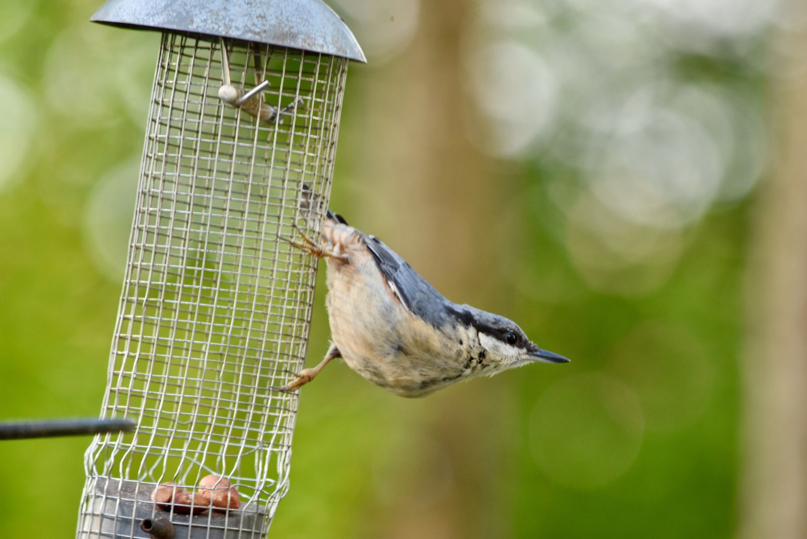 bird on feeder