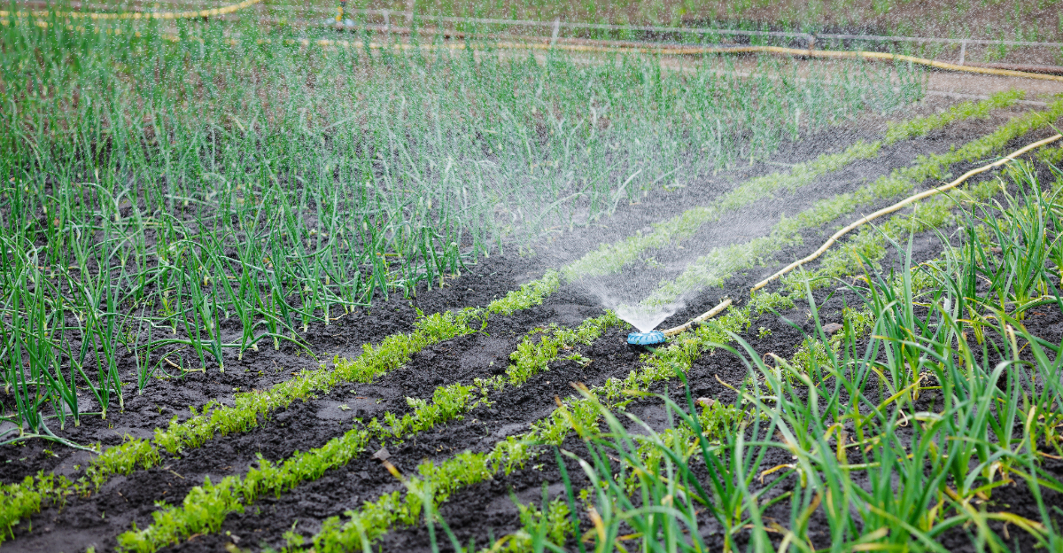 sprinkler garden