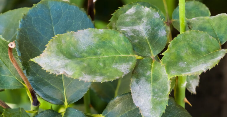 The Michigan Flower Bed Habit That Makes Powdery Mildew Spread Faster In August