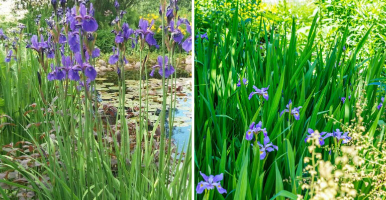 The Michigan Patio Border Plant Combo That Keeps Mosquito-Prone Corners Drier