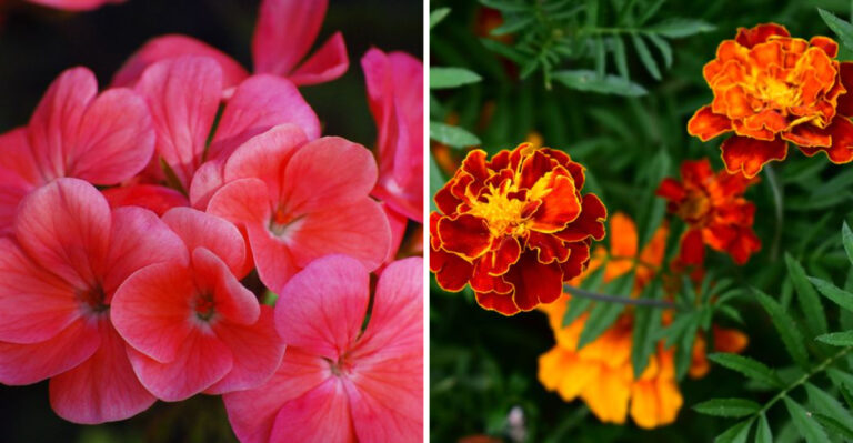 The Minnesota Flowers Worth Grooming Now For Blooms Until Frost