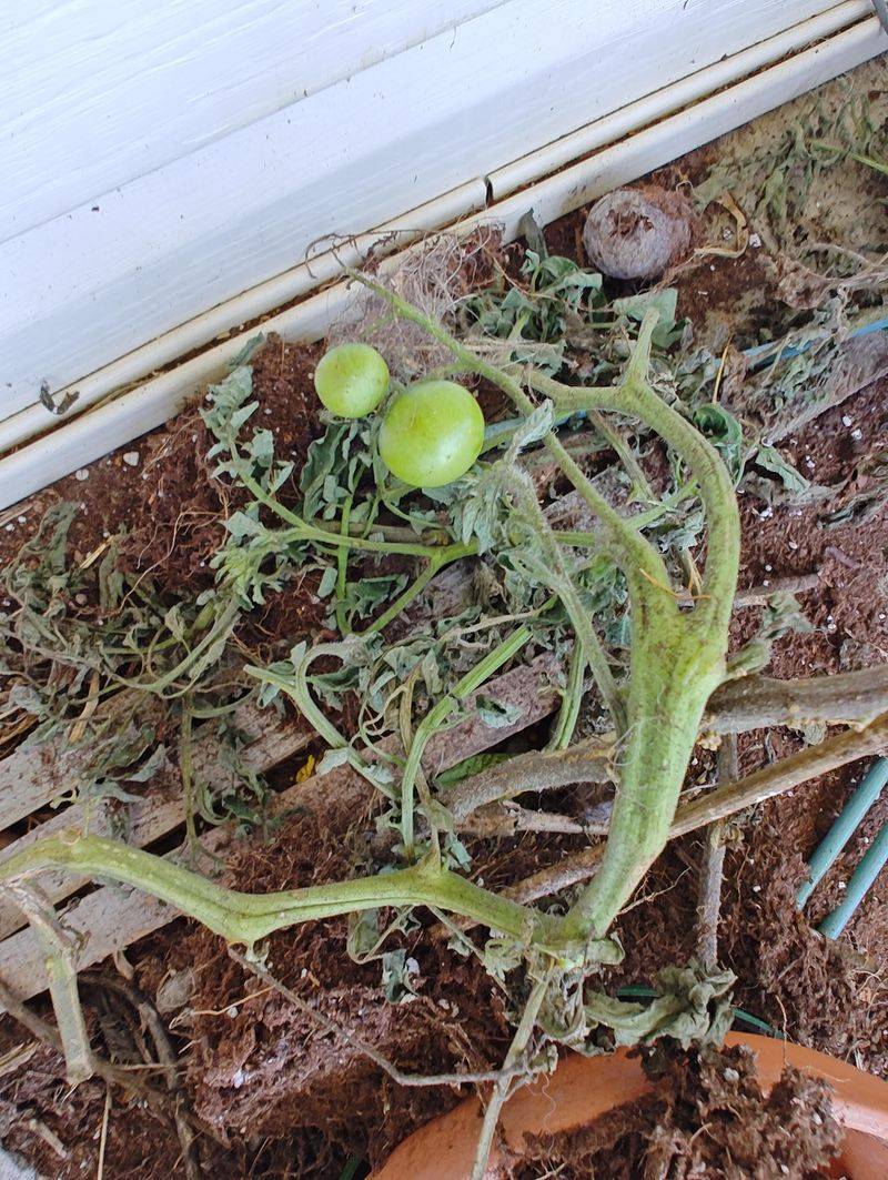 The Mistake Hides In This Watering Habit The Mistake Hides In This Watering Habit