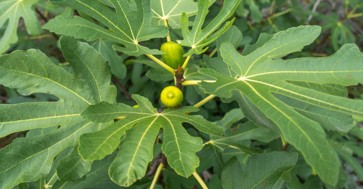 fig tree (featured image)