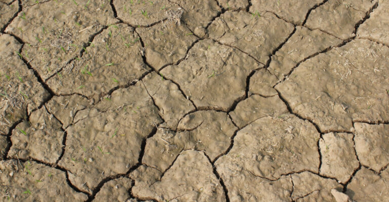 The Mistake That Makes California Clay Soil Crack Harder In Summer