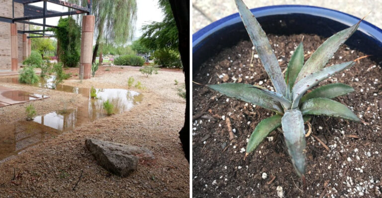 The Monsoon Watering Mistake That Rots Plant Roots In Arizona Gardens