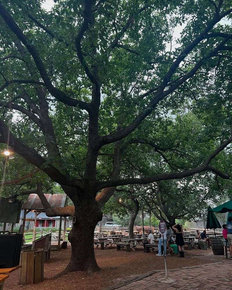 The Monterrey Oak Handles Drought And Triple-Digit Days Without Struggle The Monterrey Oak Handles Drought And Triple-Digit Days Without Struggle