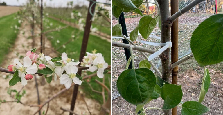 The Month By Month Oregon Fruit Tree Care Calendar Backyard Growers Need