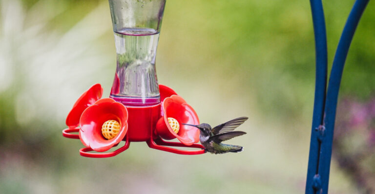 The Most Common Hummingbird Feeder Mistakes Homeowners Are Probably Making In Minnesota