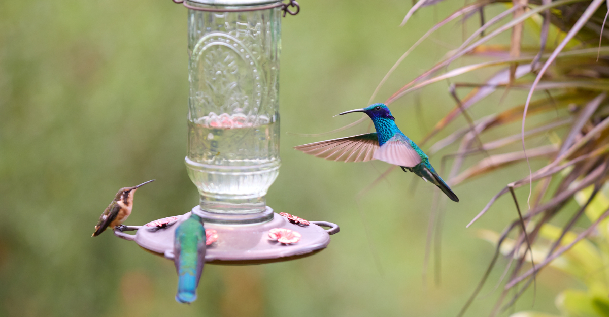 hummingbirds on feeder