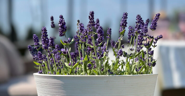 lavender