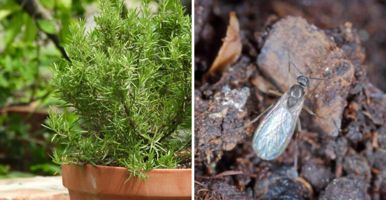 rosemary fungus gnat