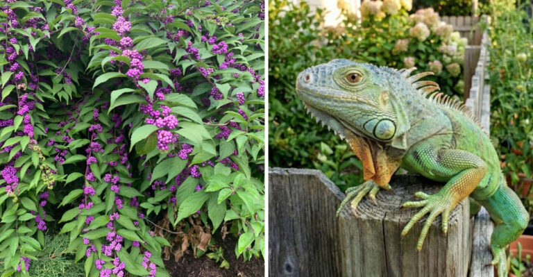 The Most Underrated Florida Yard Plant That Deters Both Iguanas And Mosquitoes