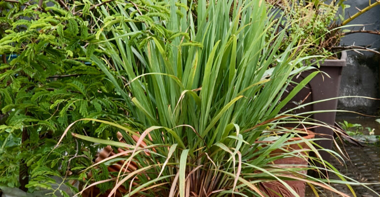 lemongrass
