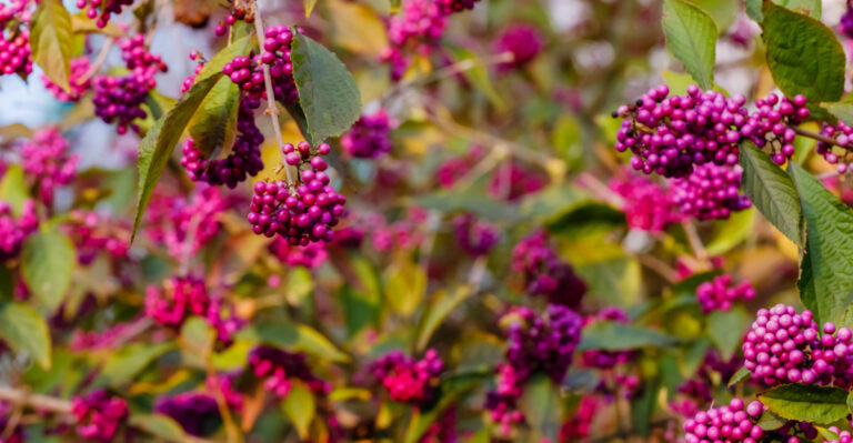 plant (featured image)