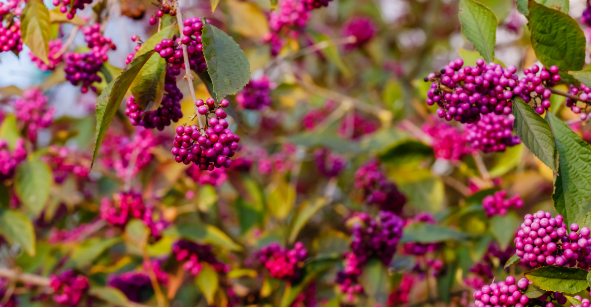 plant (featured image)