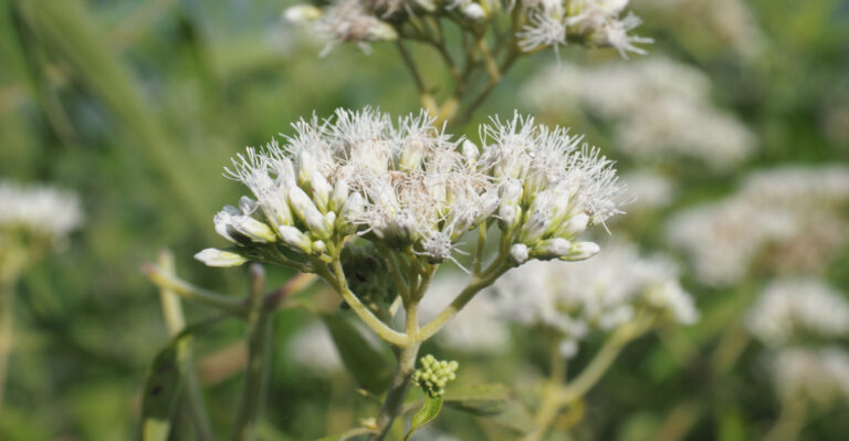 common boneset