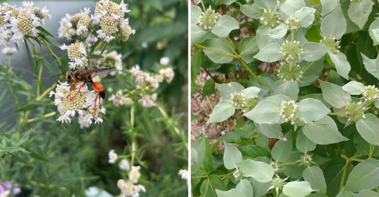 The Most Underrated Native Plant North Carolina Gardeners Are Adding For The Pollinator Census