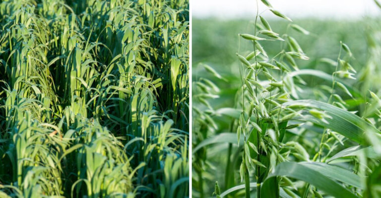 The Most Underrated North Carolina Cover Crop To Plant In August For Perfect Spring Soil
