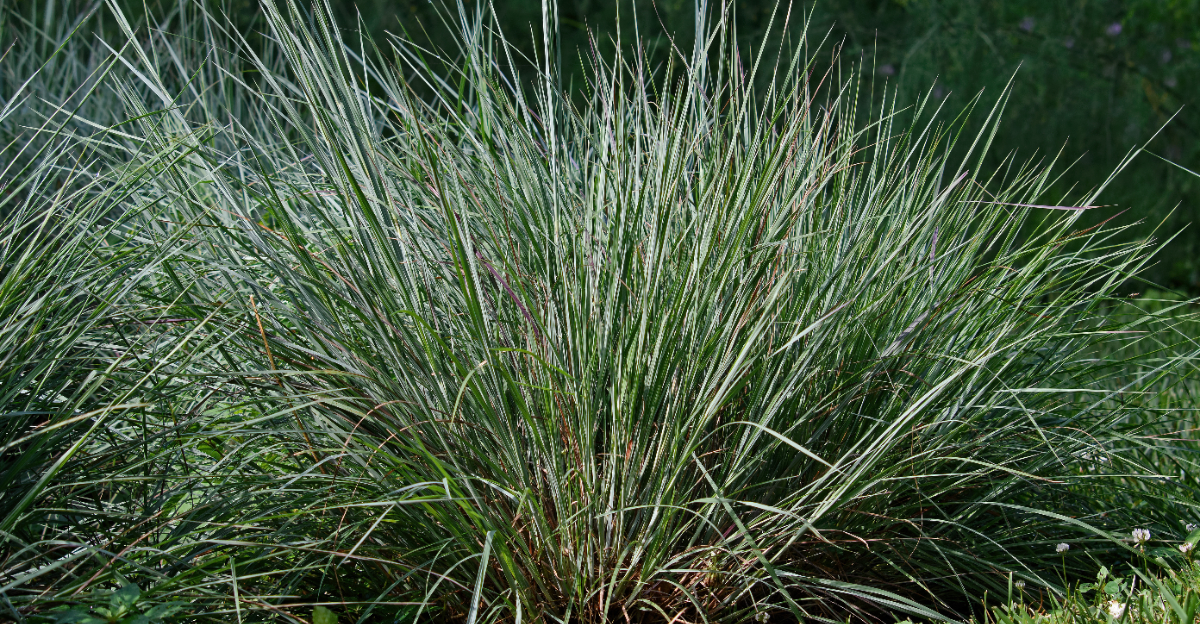 little bluestem