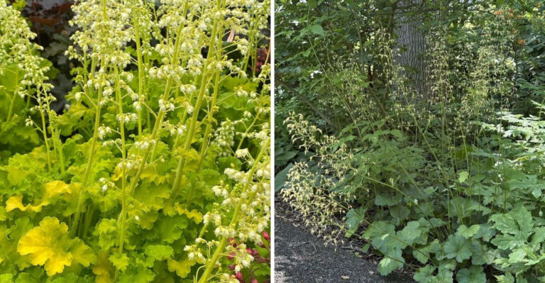 The Most Underrated North Carolina Native Perennial That Thrives In August Humidity