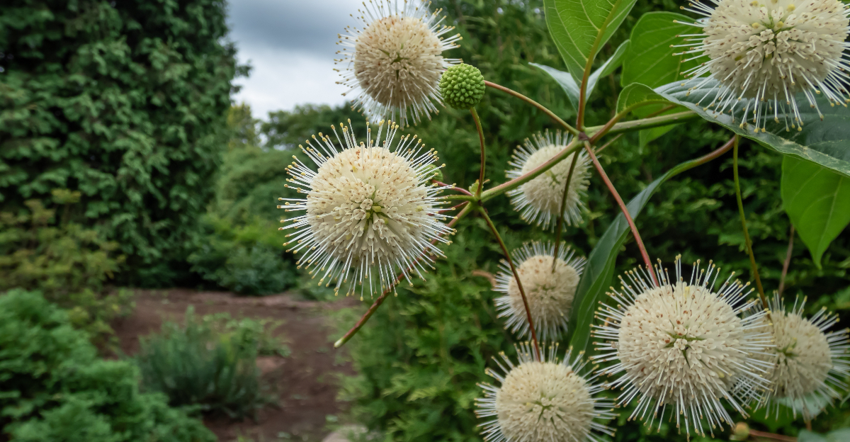 buttonbush