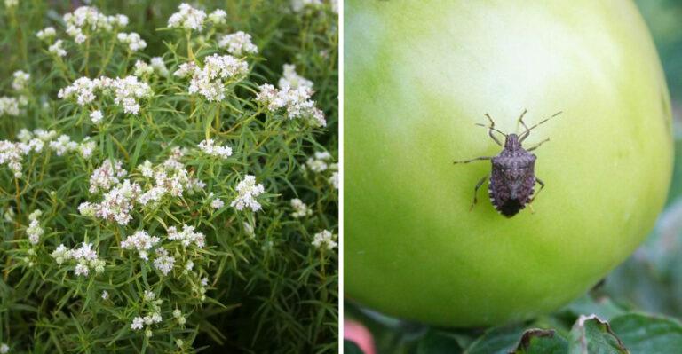 The Most Underrated North Carolina Native That Helps Keep Stink Bugs Out Of Tomato Beds