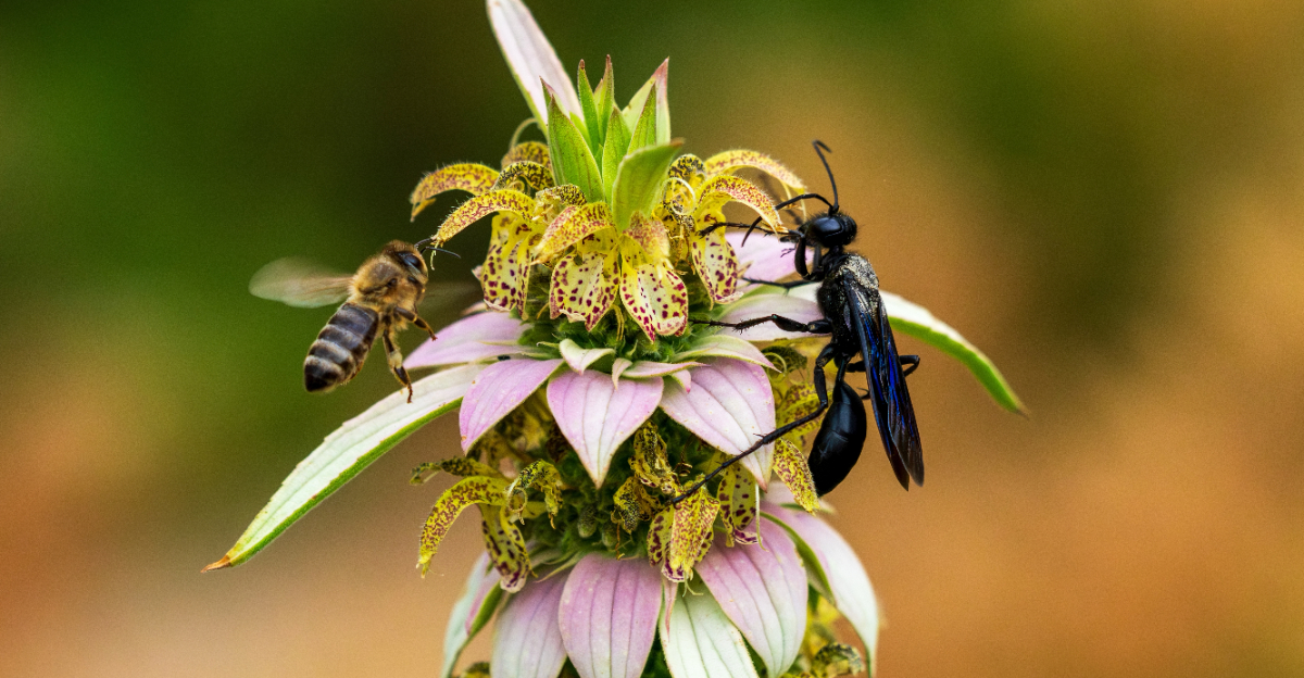 spotted bee balm