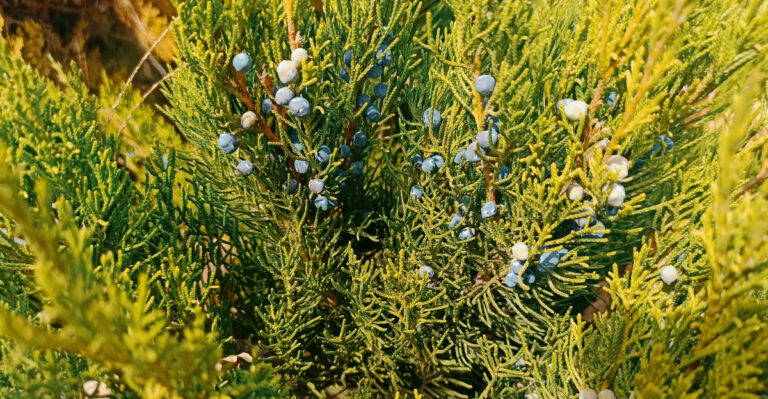 eastern red cedar