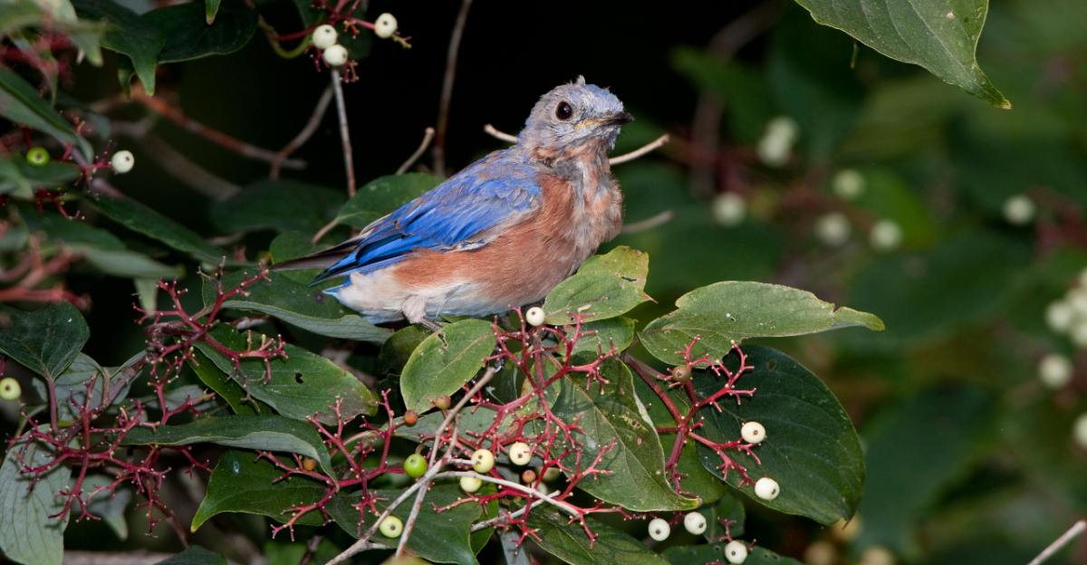Eastern Bluebird (Sialia sialis) immature male in Gray Dogwood bush