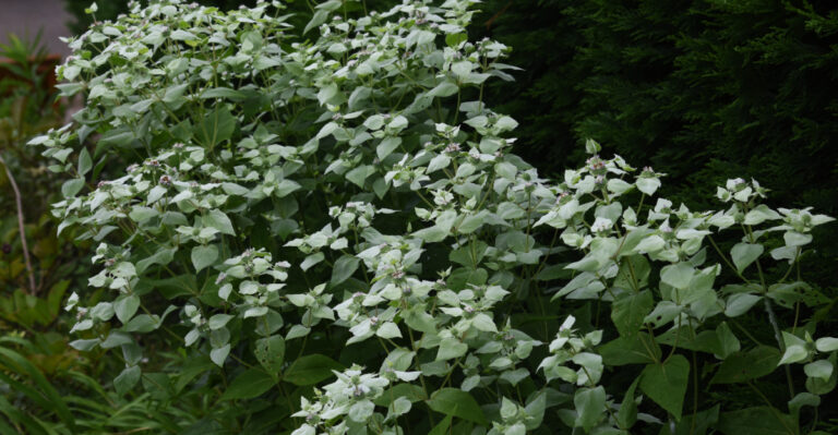The Most Underrated Ohio Patio Plant That Deters Both Ticks And Japanese Beetles